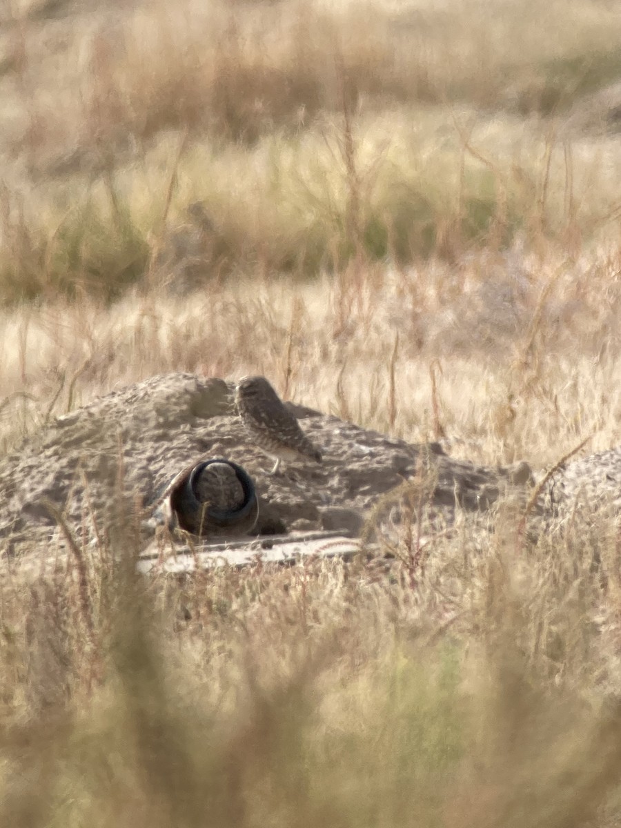 sýček králičí - ML645286124