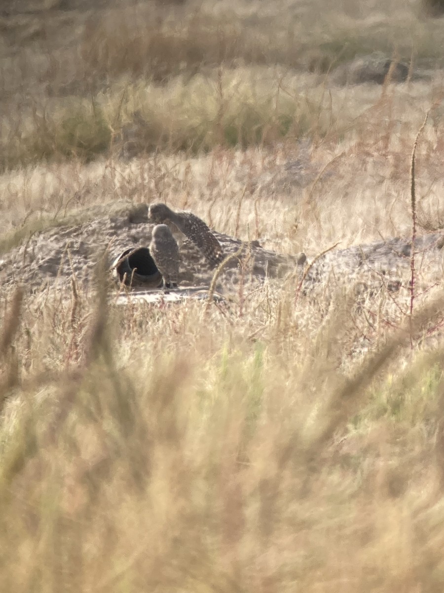 sýček králičí - ML645286125