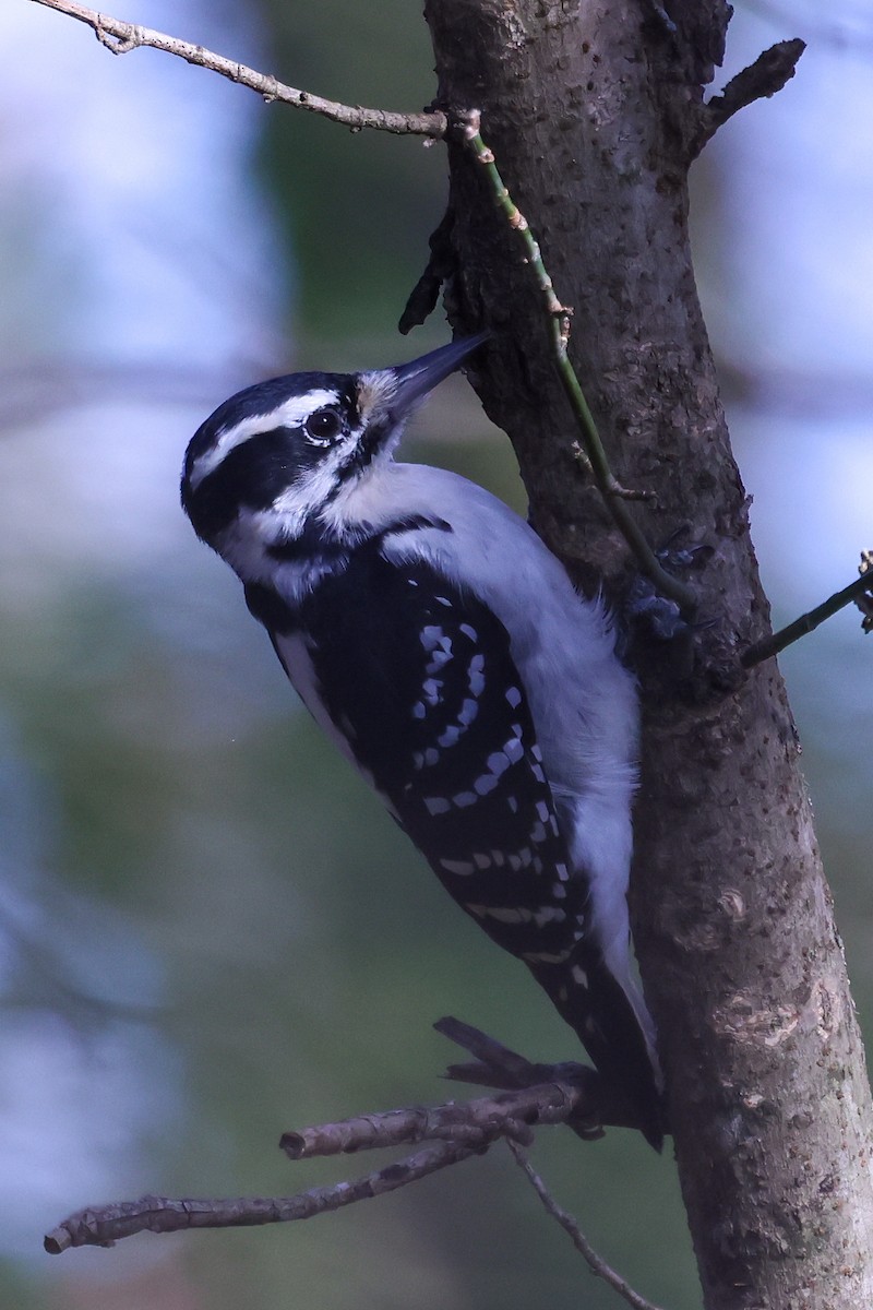 Hairy Woodpecker (Eastern) - ML645286126