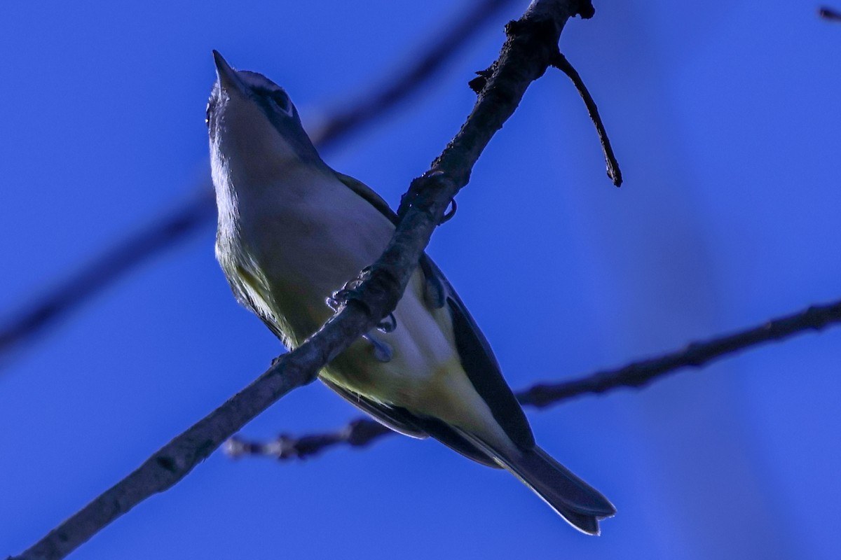 フタスジモズモドキ - ML645286132