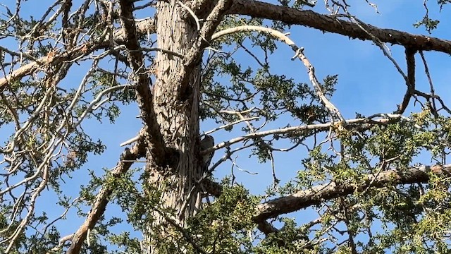 Yellow-bellied Sapsucker - ML645286150