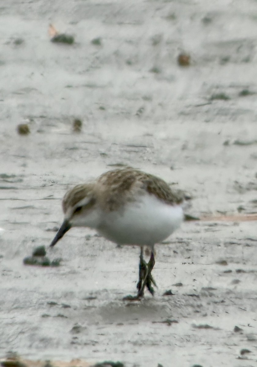 Semipalmated Sandpiper - ML645286151