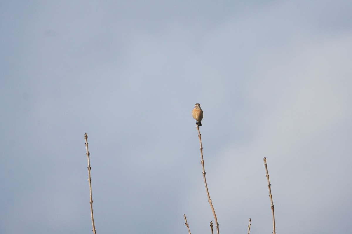 European Stonechat - ML645286161