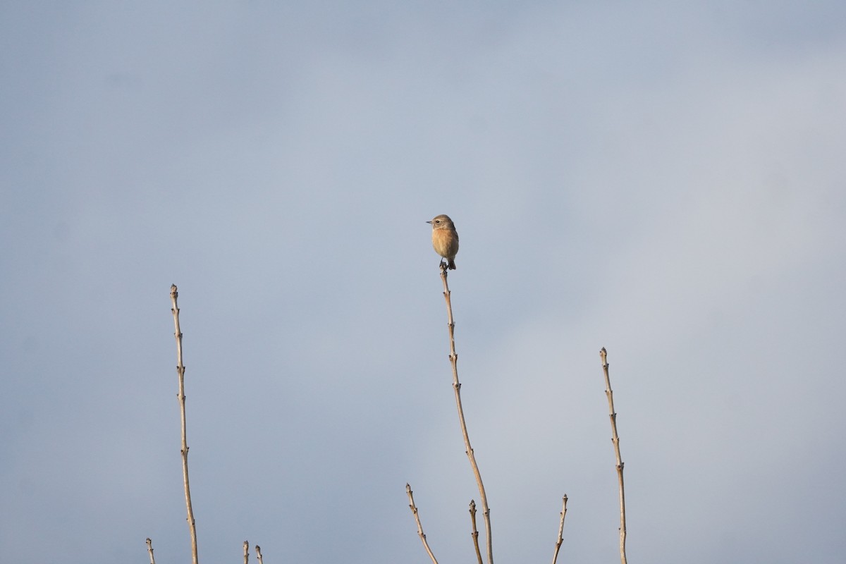 European Stonechat - ML645286162