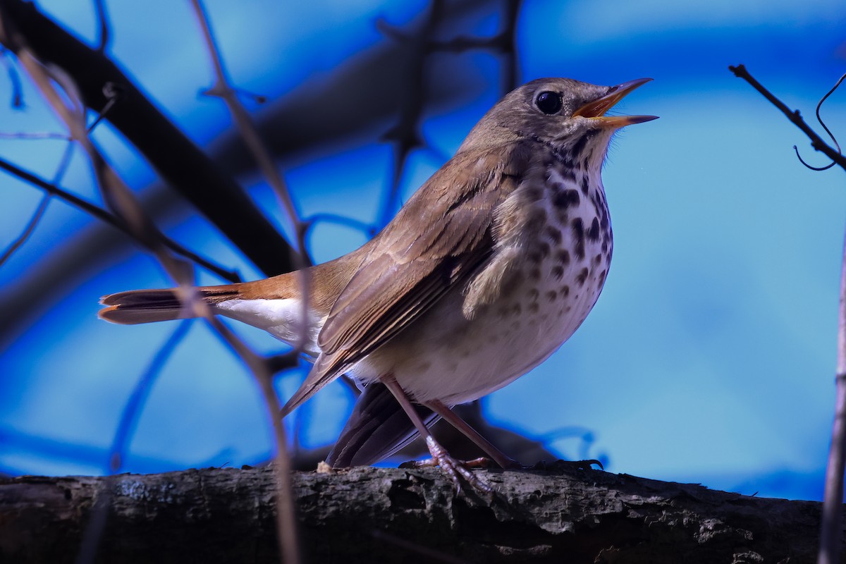 Hermit Thrush - ML645286165