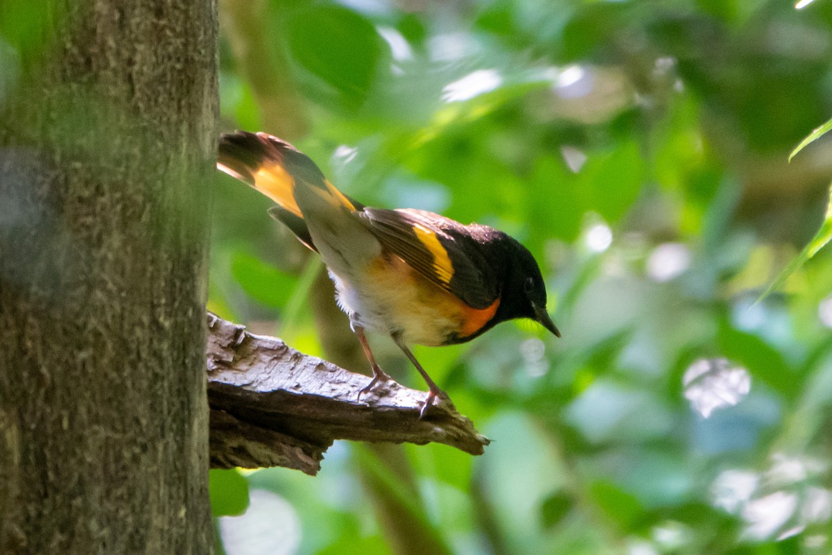 סבכון חכלילי - ML645286181