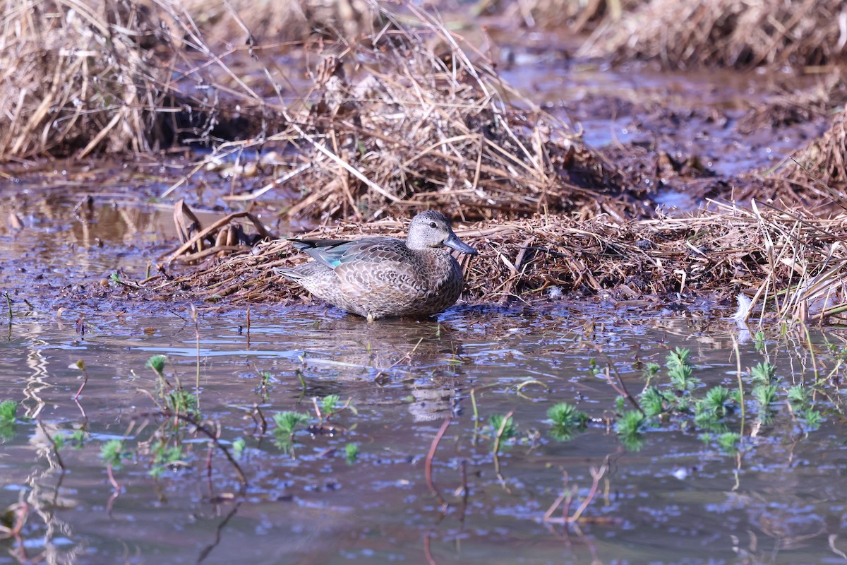 Green-winged Teal - ML645286182