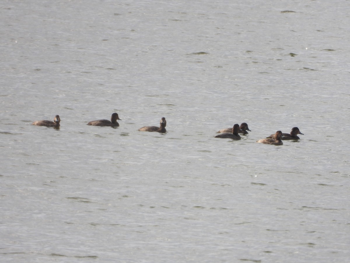 Redhead - ML645286211