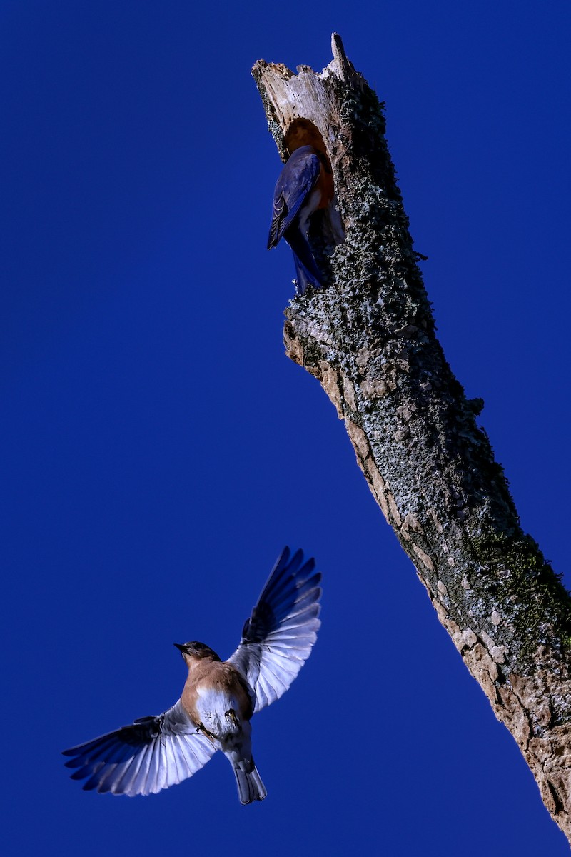 Eastern Bluebird - ML645286239