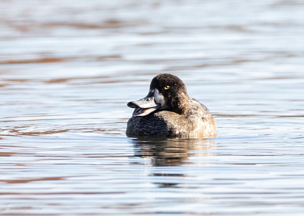 スズガモ - ML645286251