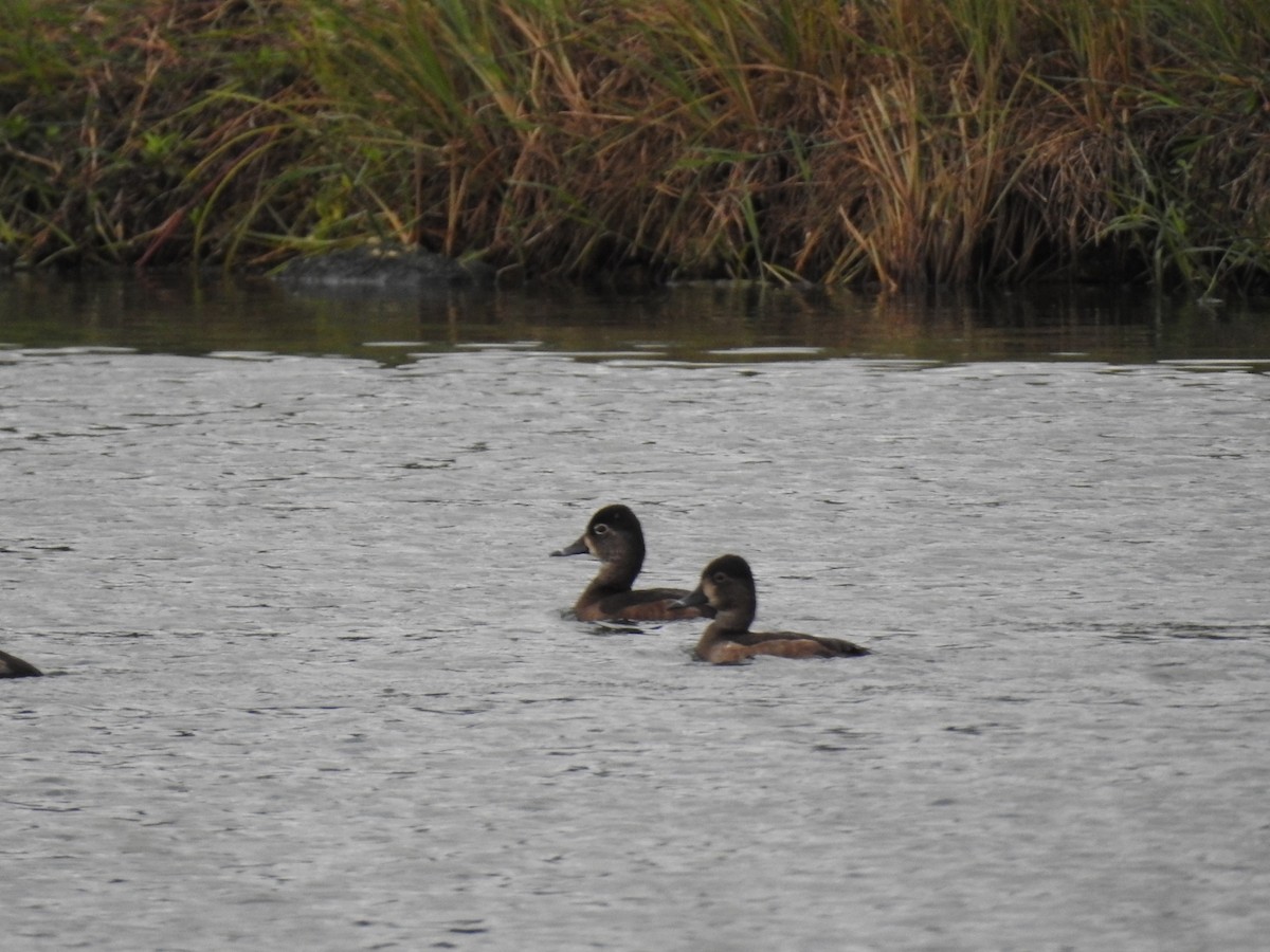 Moretta dal collare - ML645286252