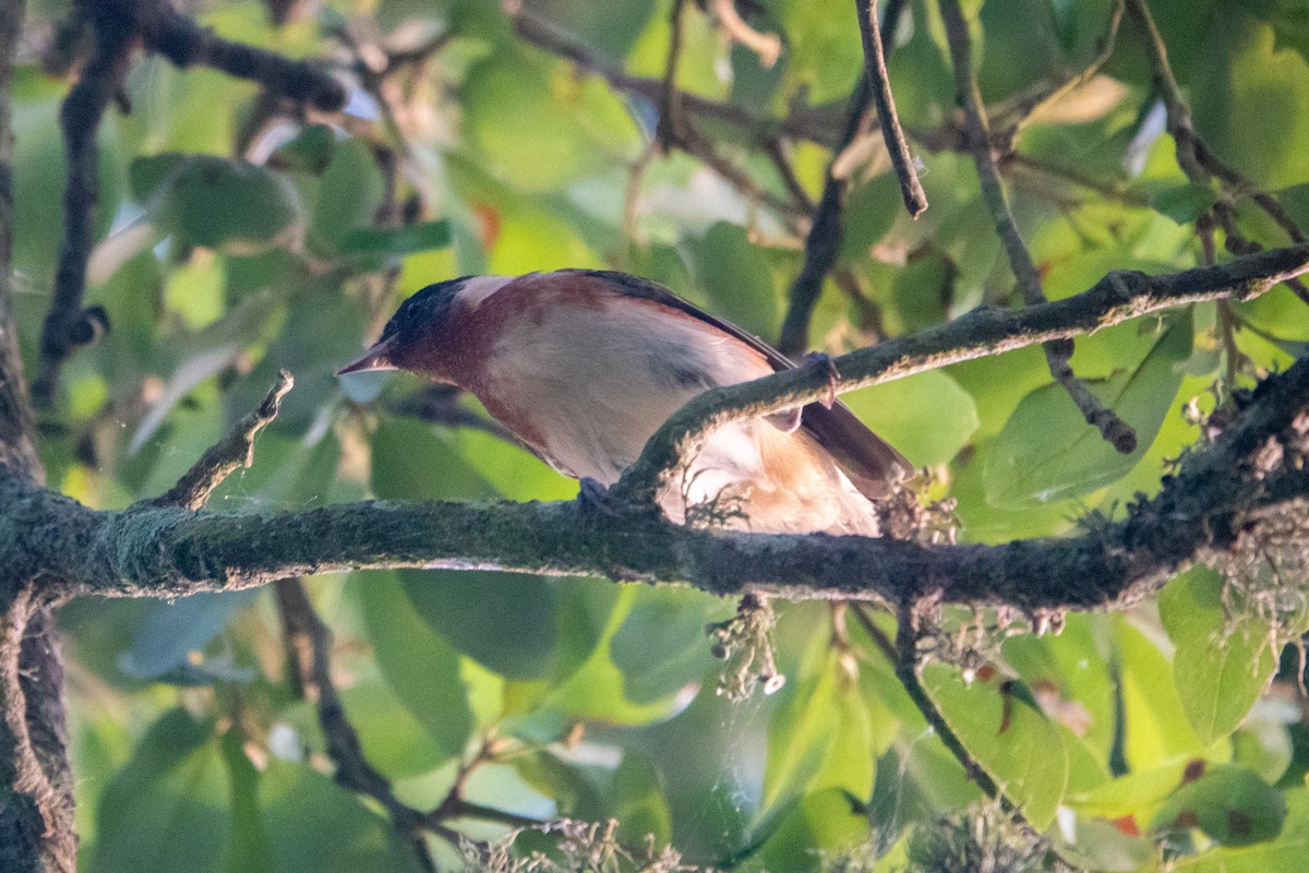 Пісняр-лісовик каштановий - ML645286265