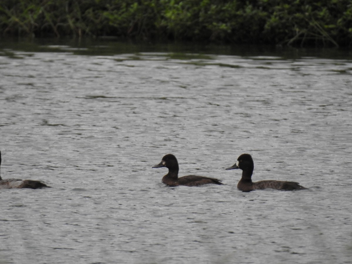 Lesser Scaup - ML645286286