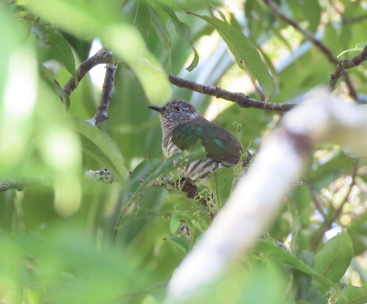 Shining Bronze-Cuckoo - ML645286290
