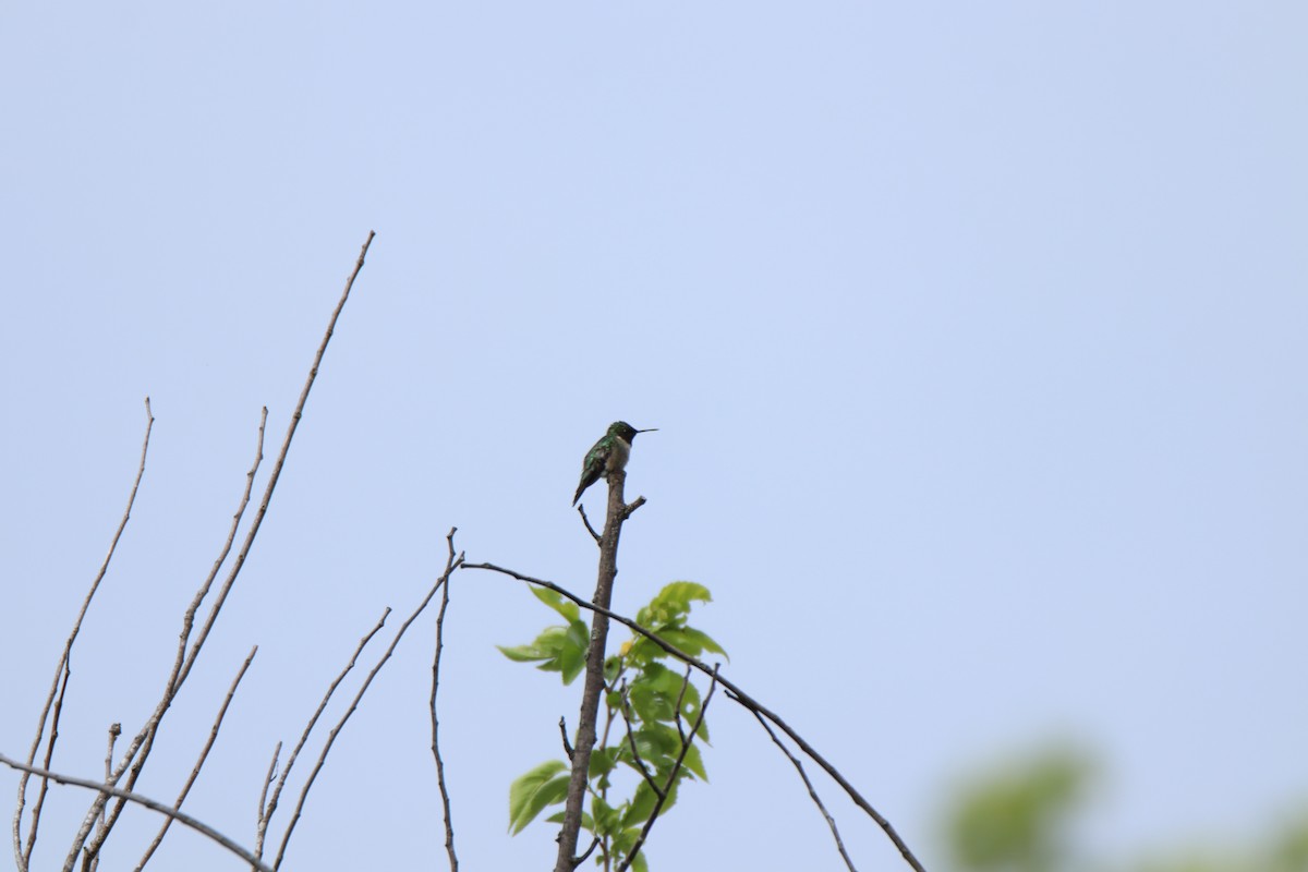 Colibrí Gorjirrubí - ML645286292