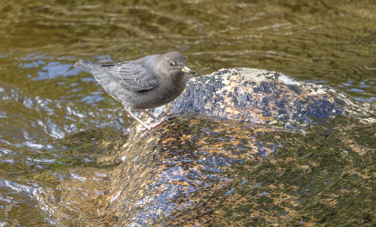 Ur-zozo iparramerikarra - ML645286294