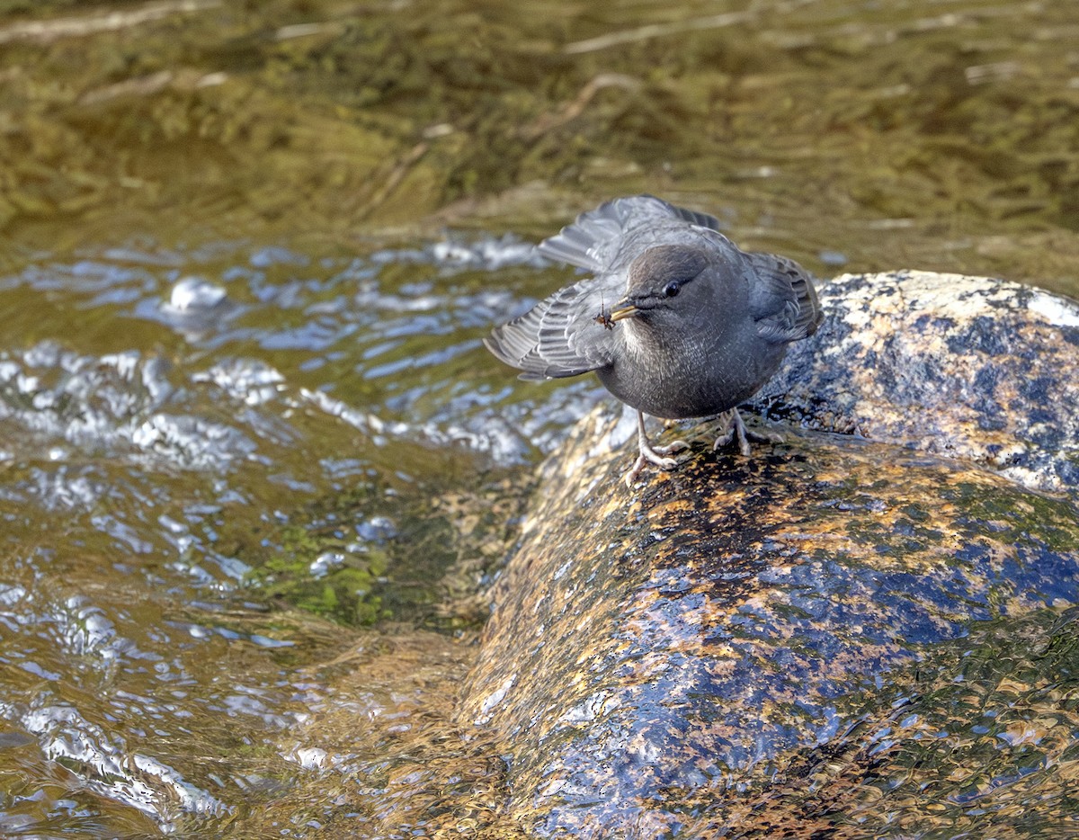 Ur-zozo iparramerikarra - ML645286295