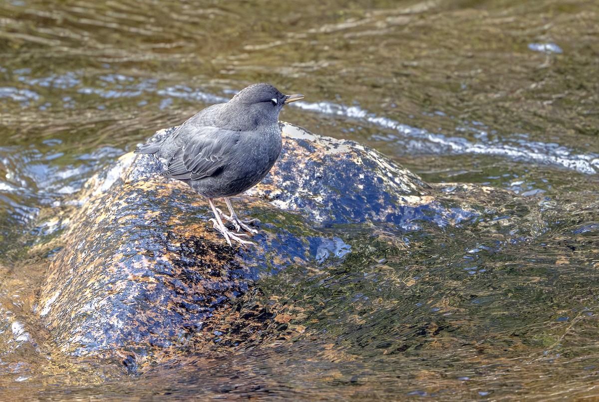 Ur-zozo iparramerikarra - ML645286296