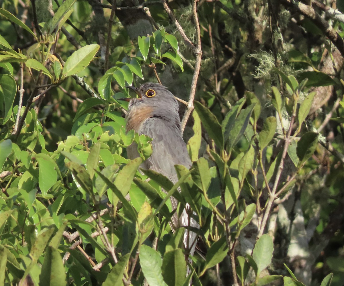 Fan-tailed Cuckoo - ML645286308
