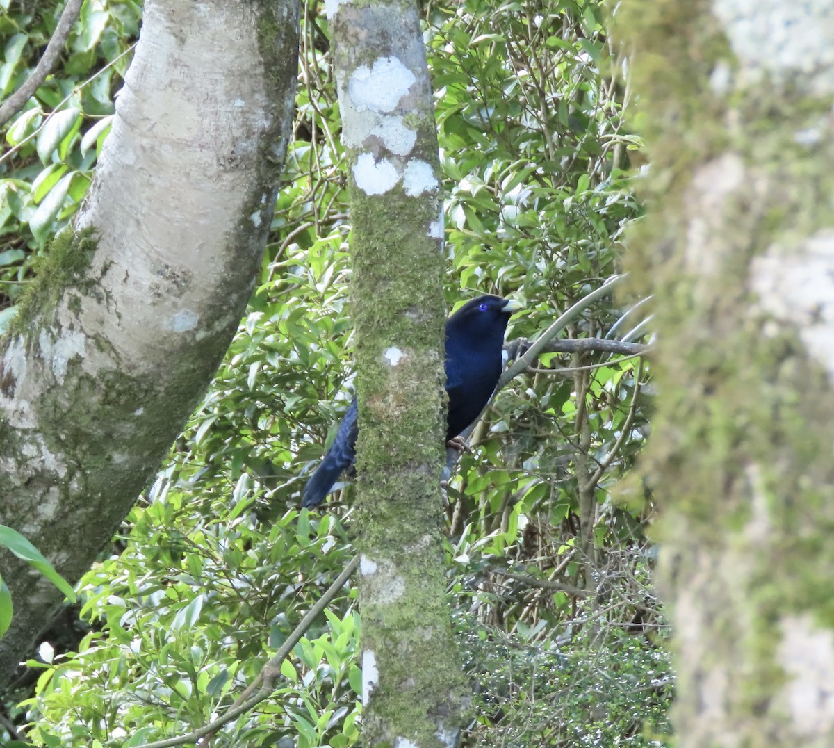 Satin Bowerbird - ML645286322