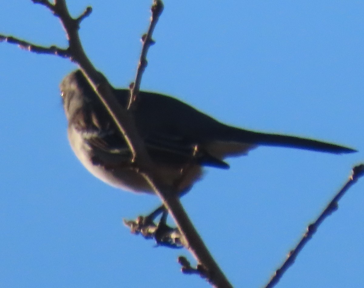 Northern Mockingbird - ML645286323