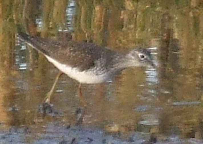 Einsiedelwasserläufer - ML645286329