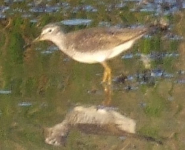 Einsiedelwasserläufer - ML645286340