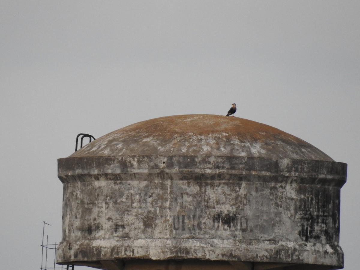Crested Caracara - ML645286341