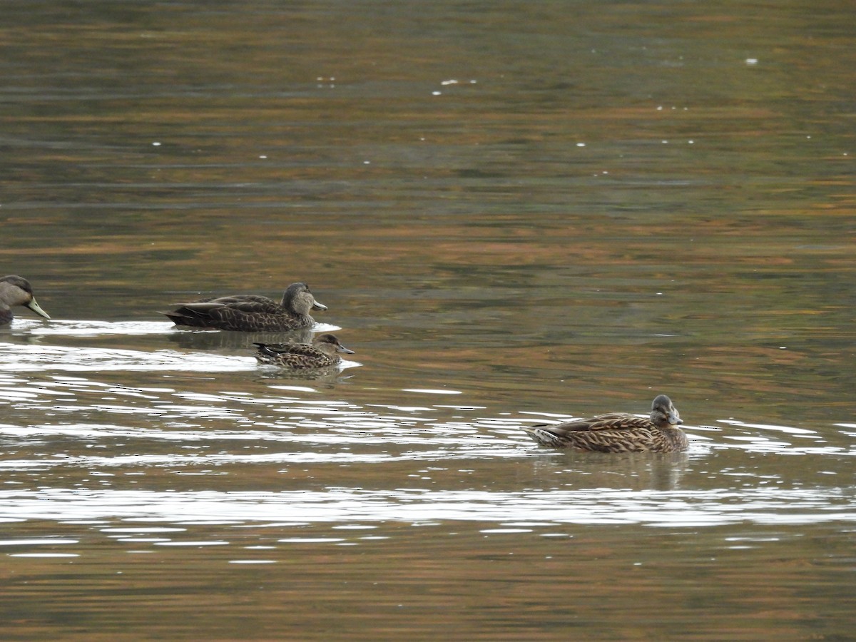 Green-winged Teal - ML645286344
