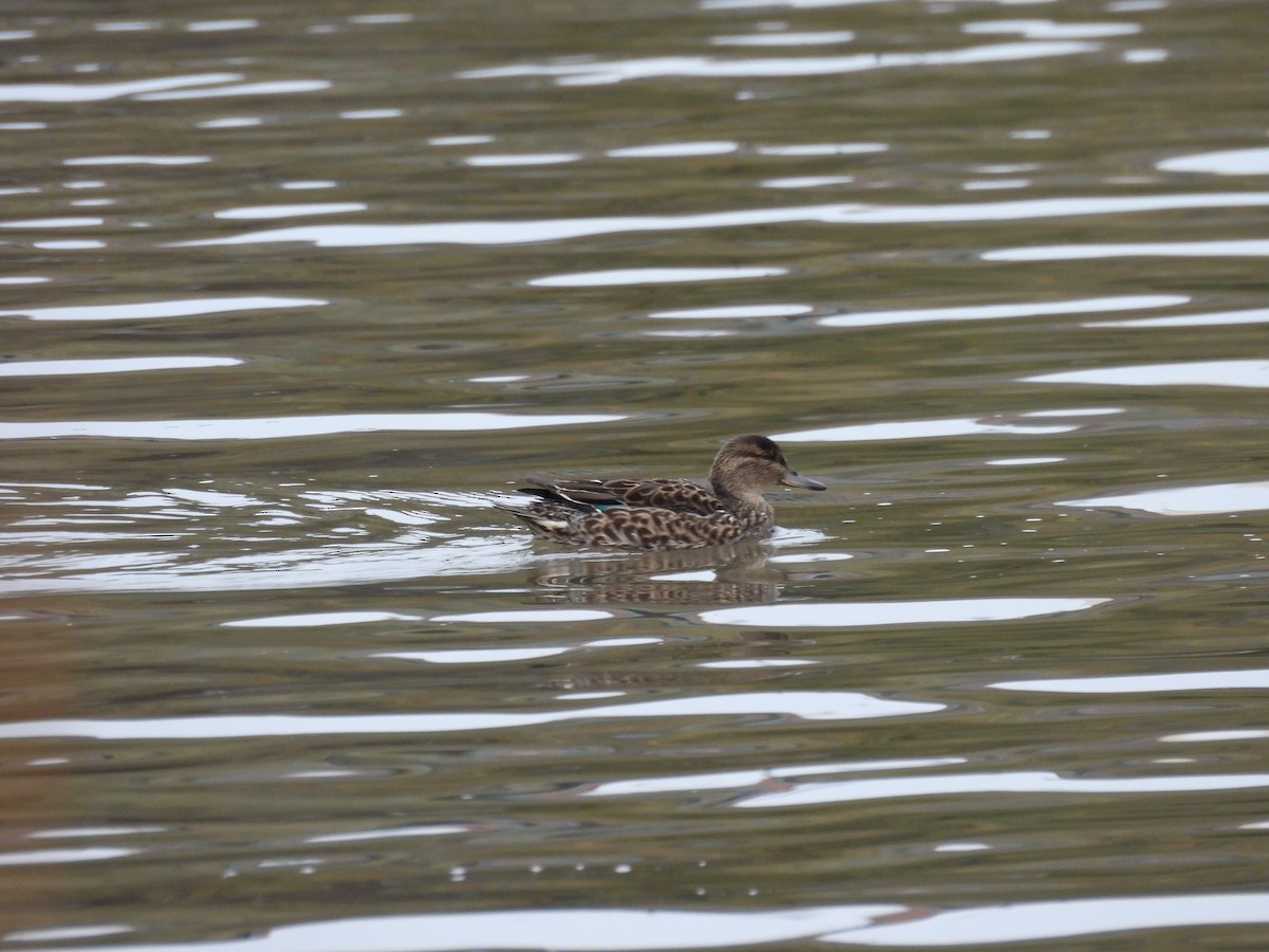 Green-winged Teal - ML645286345