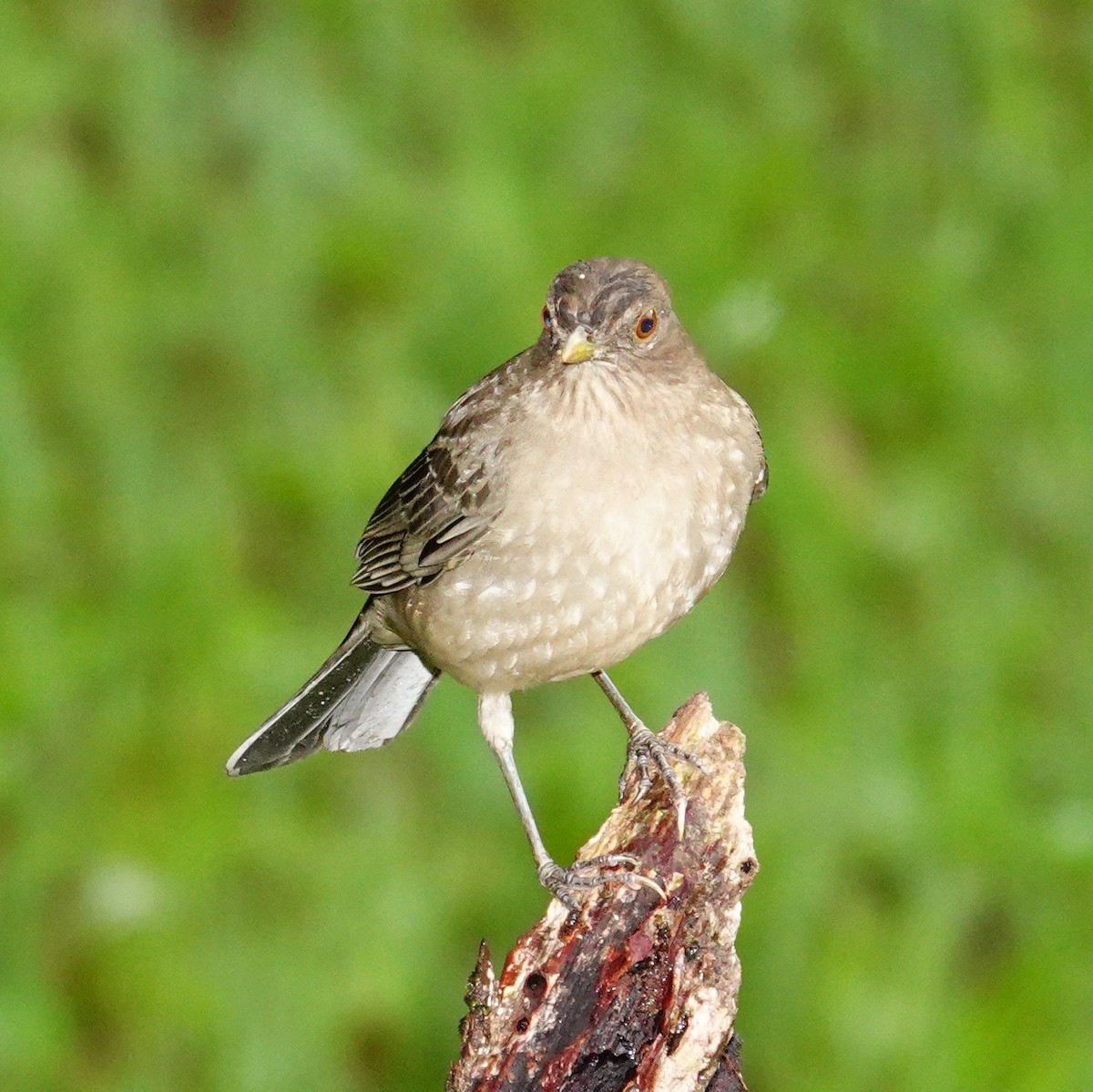 Merle fauve - ML645286347