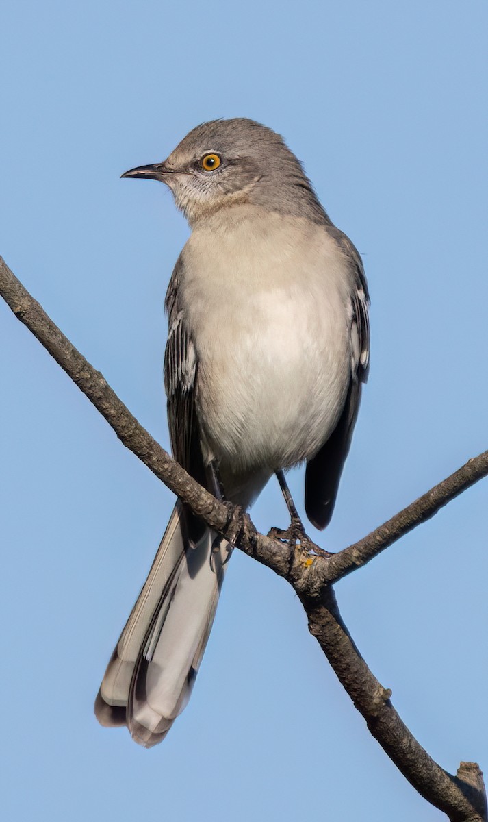 Northern Mockingbird - ML645286351