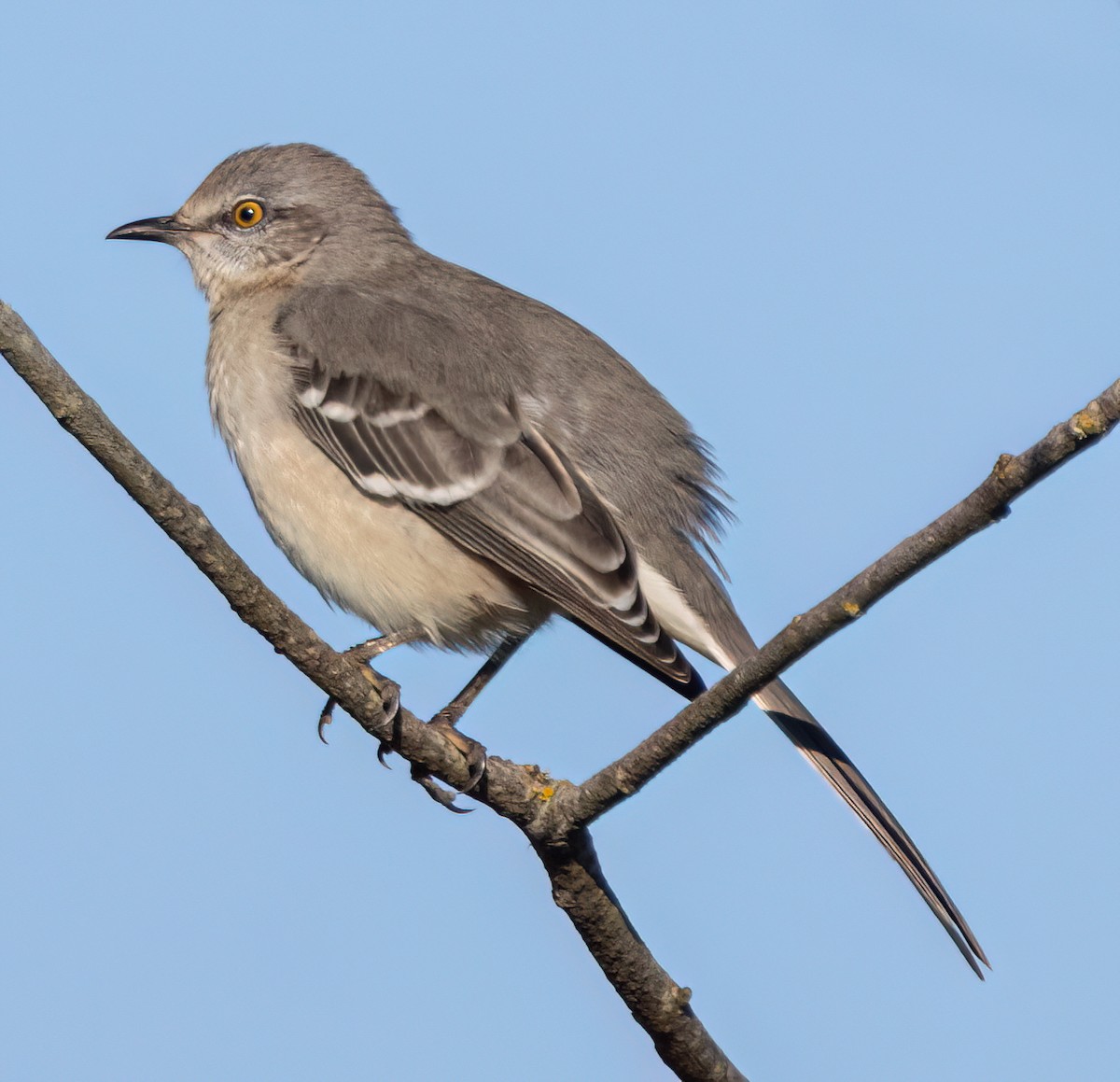 Northern Mockingbird - ML645286352