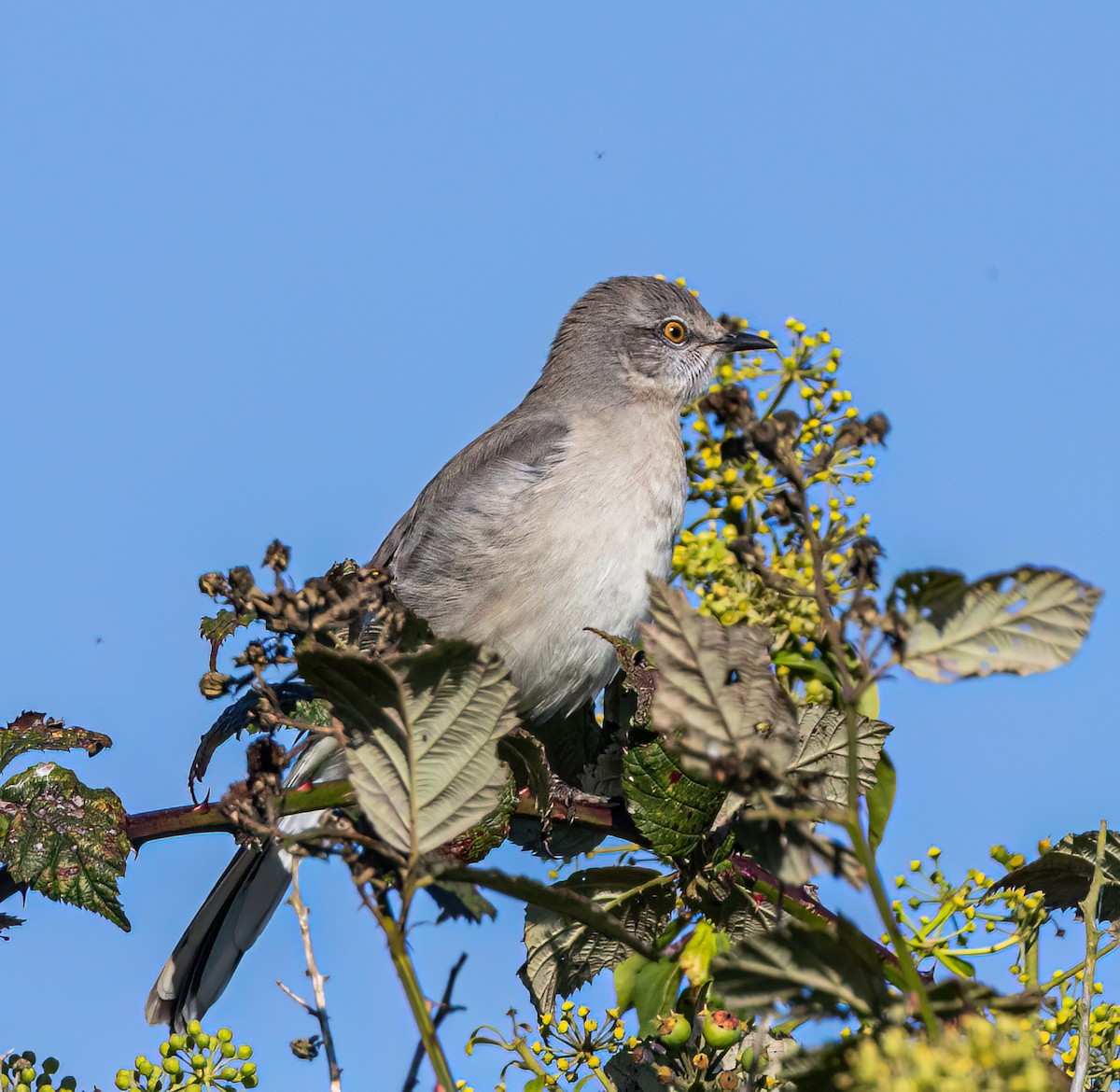 Northern Mockingbird - ML645286354
