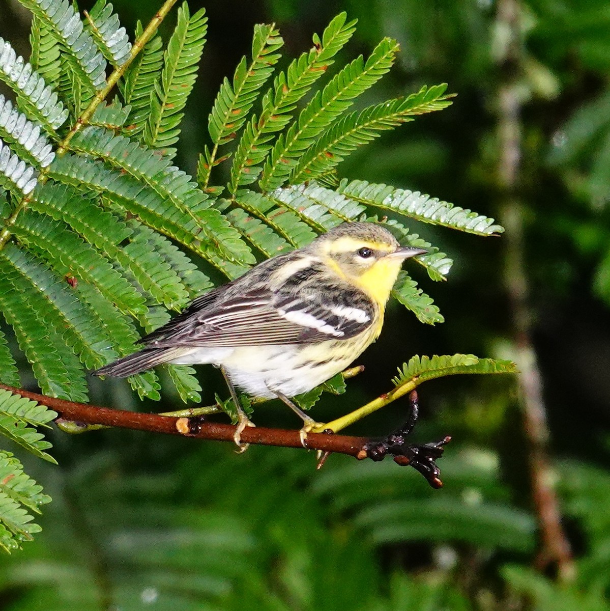 Blackburnian Warbler - ML645286367