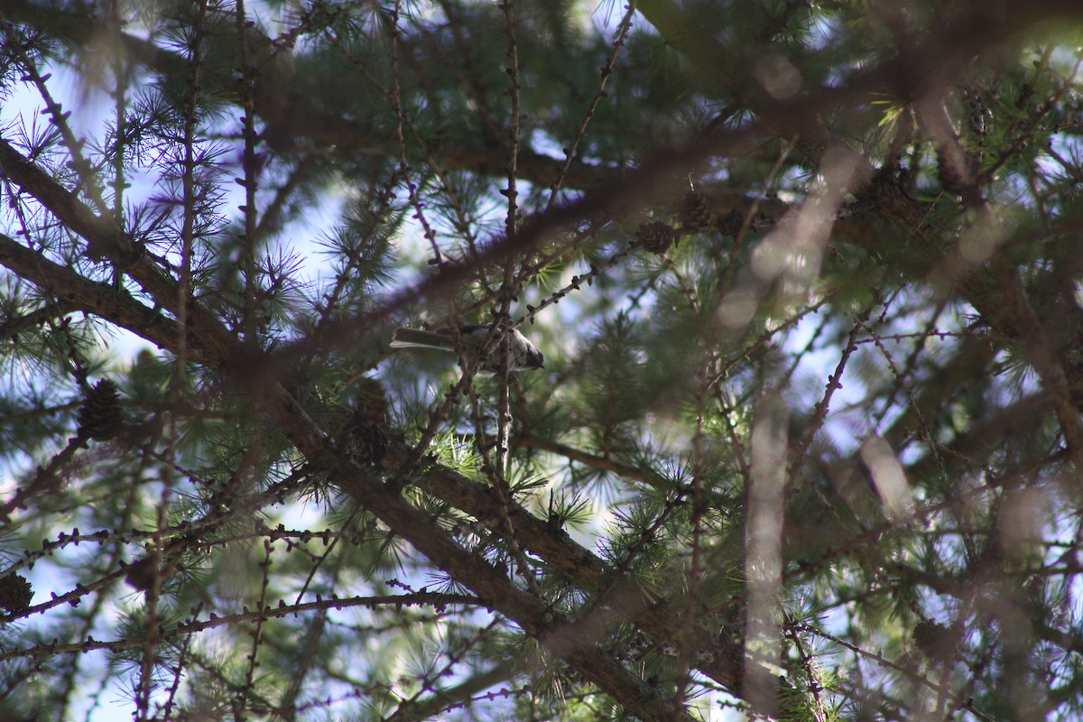 Пухляк - ML645286375