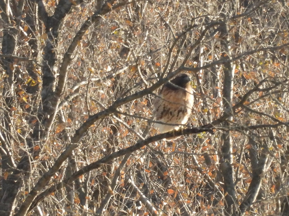 Red-tailed Hawk (abieticola) - ML645286378
