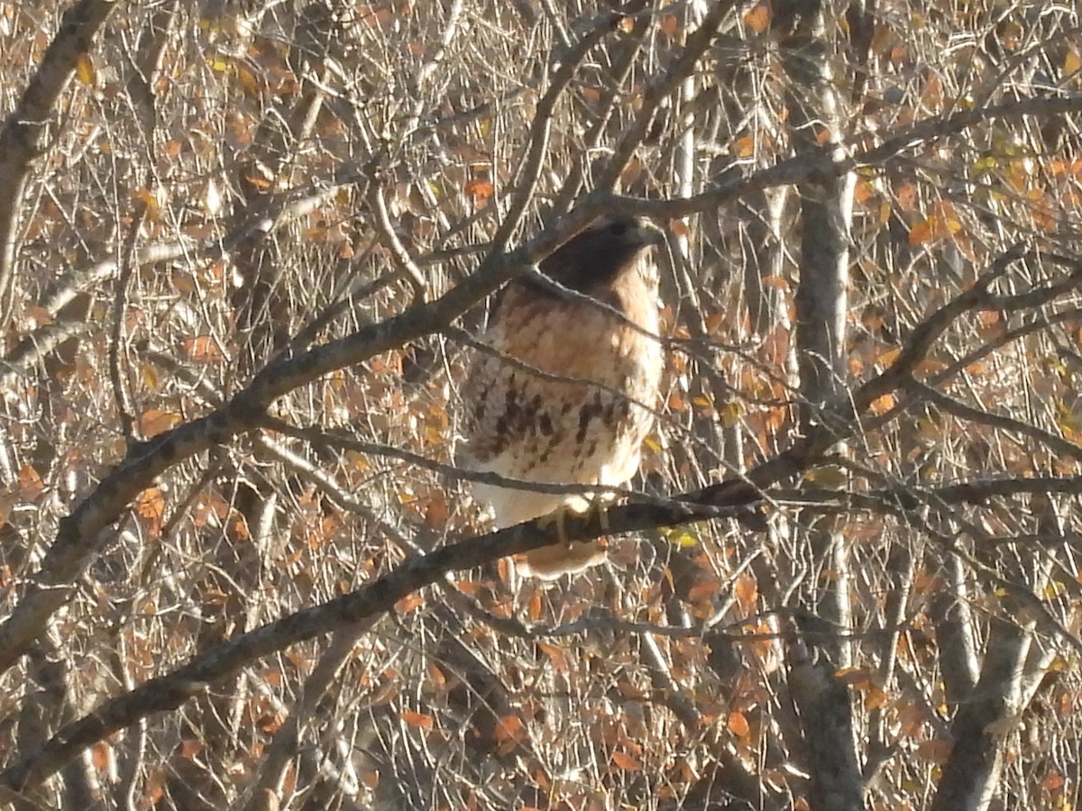 Red-tailed Hawk (abieticola) - ML645286387
