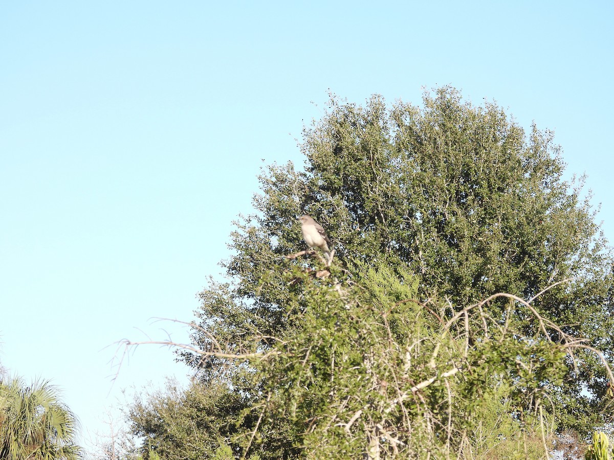 Northern Mockingbird - ML645286405