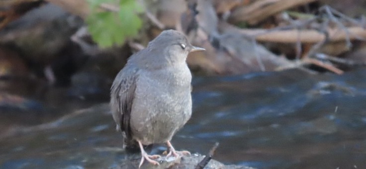 Ur-zozo iparramerikarra - ML645286408