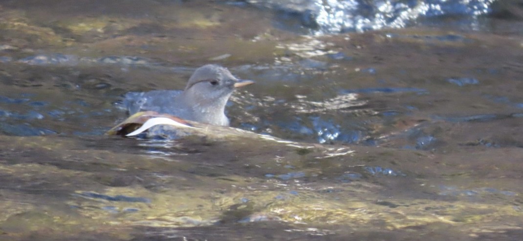 Ur-zozo iparramerikarra - ML645286409