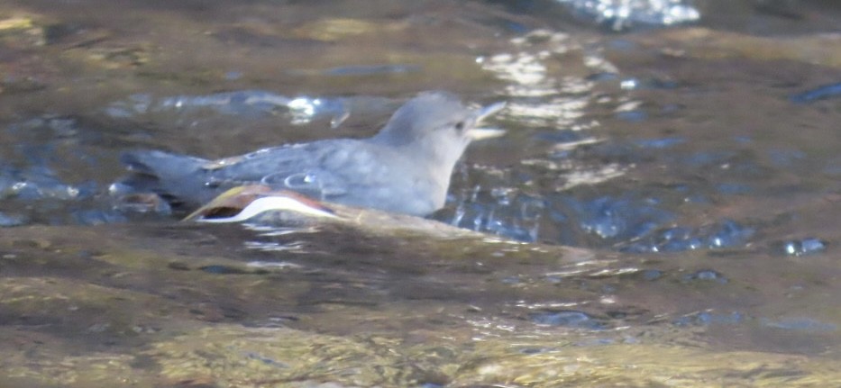 Ur-zozo iparramerikarra - ML645286410