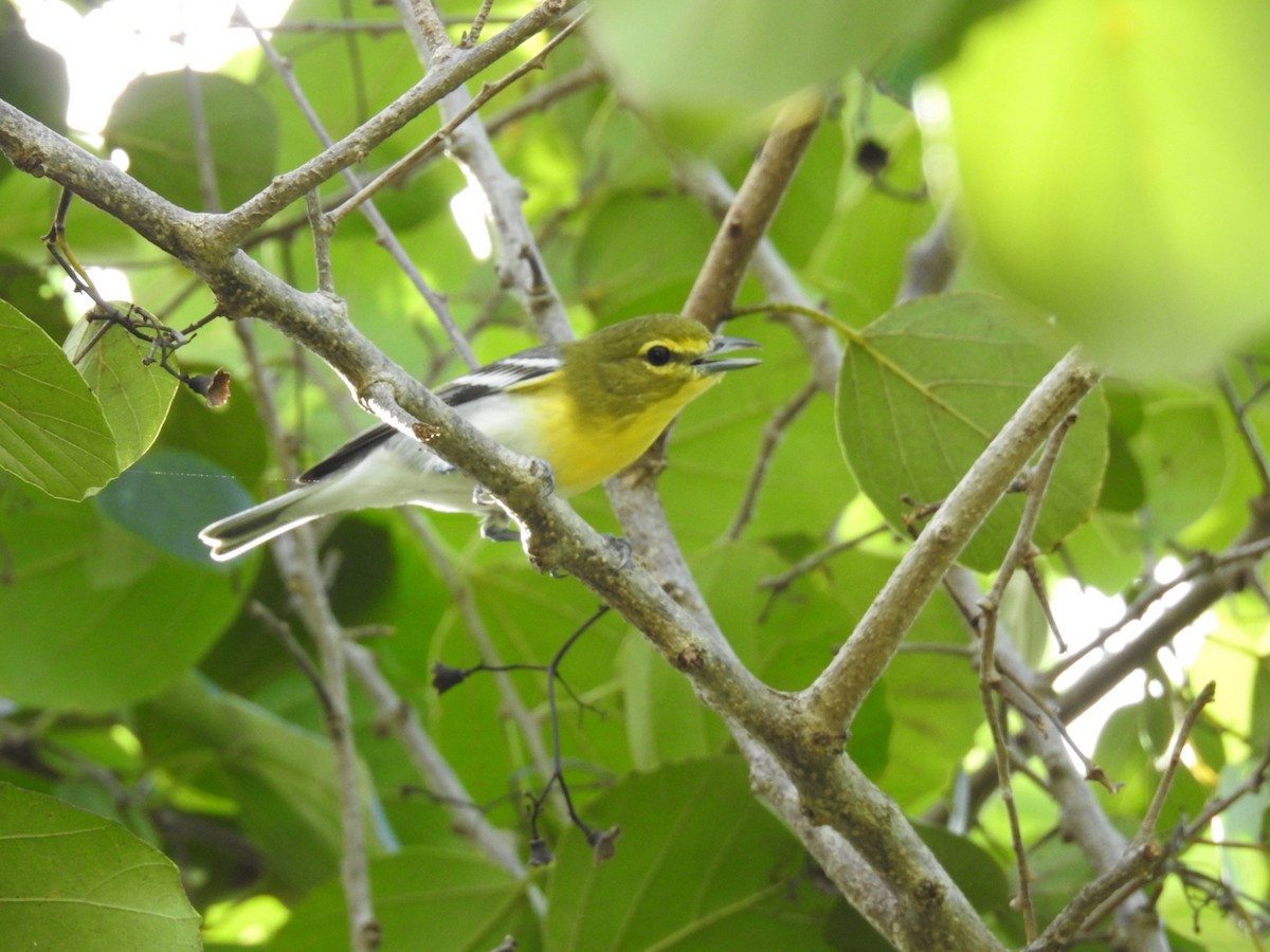 Yellow-throated Vireo - ML645286411
