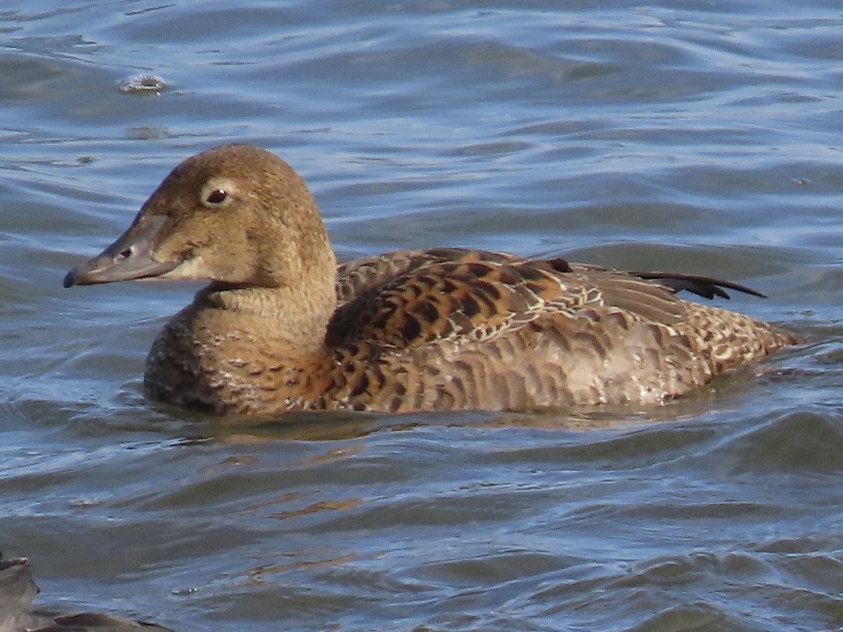 King Eider - ML645286412