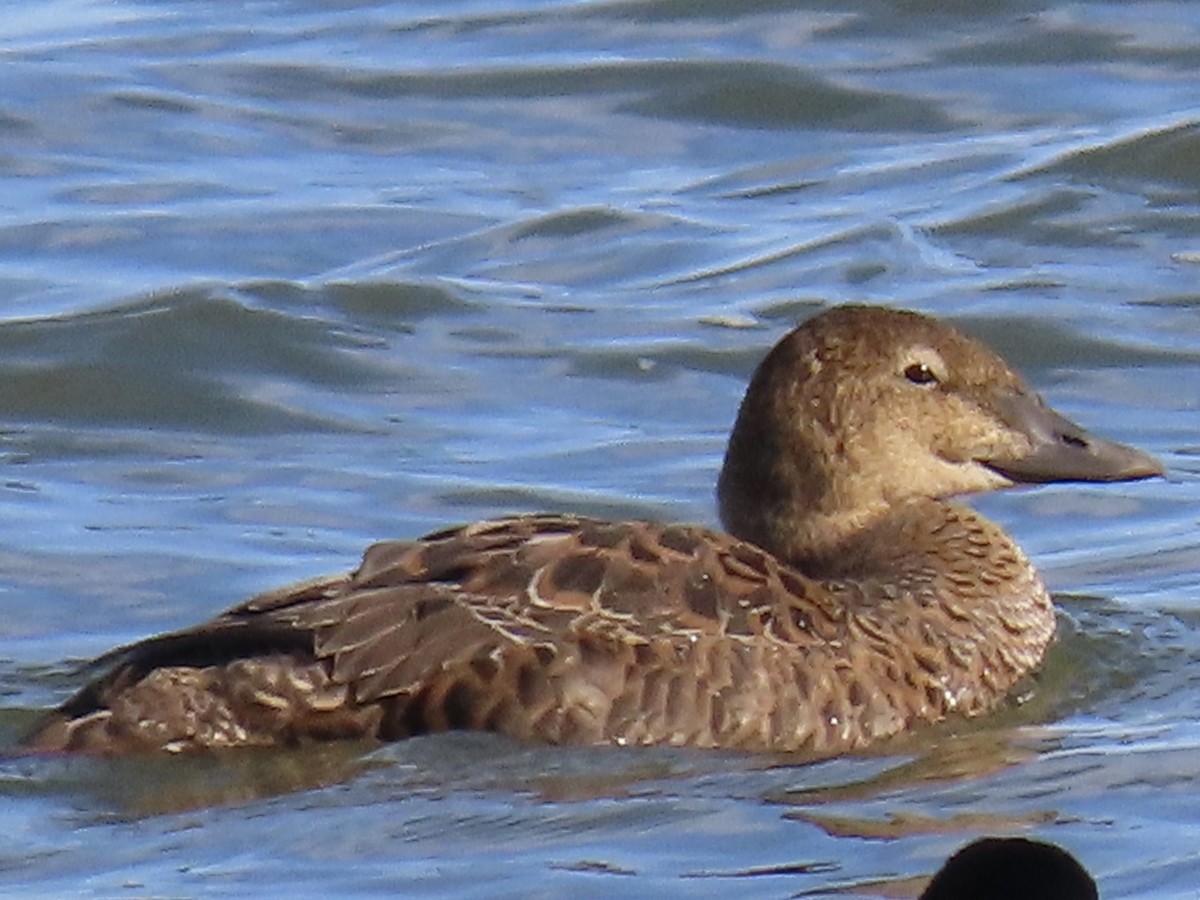 King Eider - ML645286413