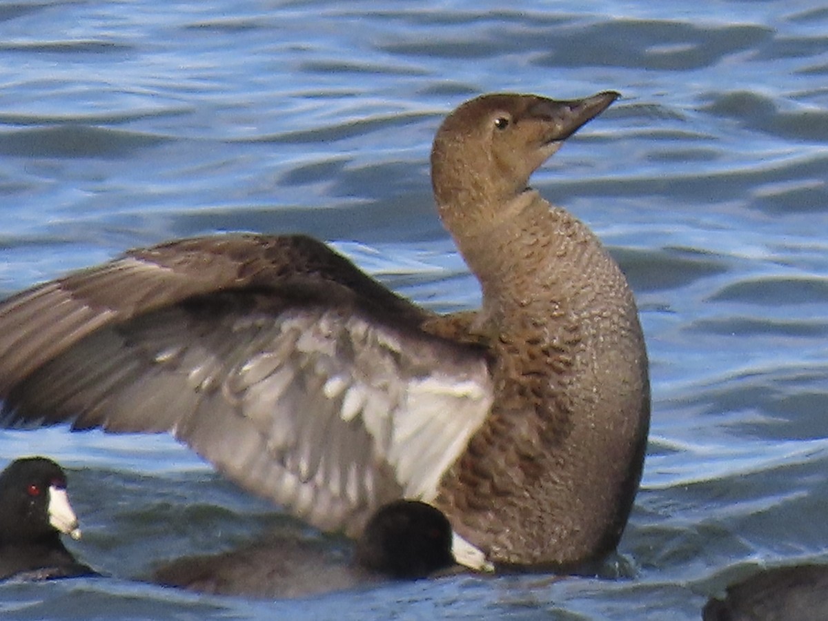 King Eider - ML645286414