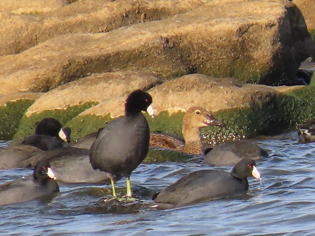 King Eider - ML645286415