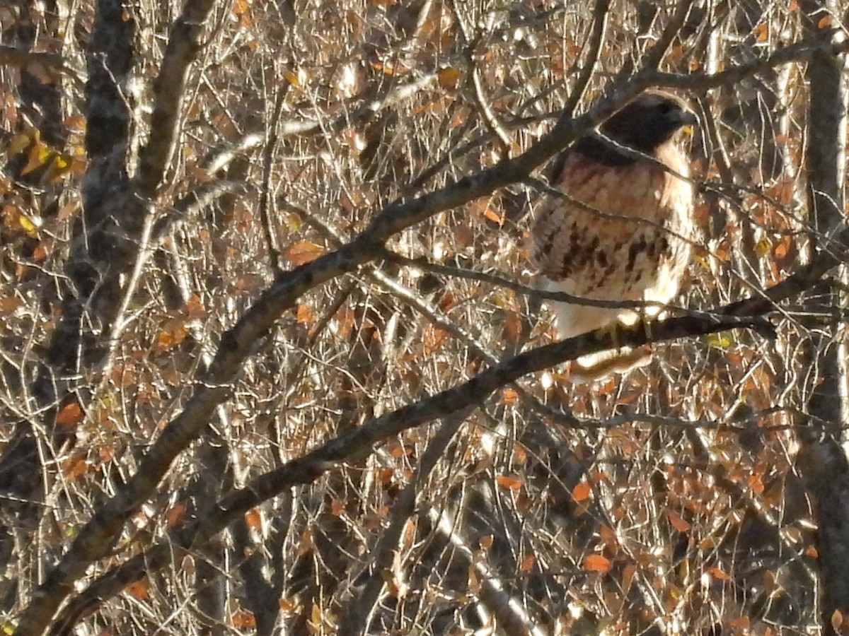 Red-tailed Hawk (abieticola) - ML645286416