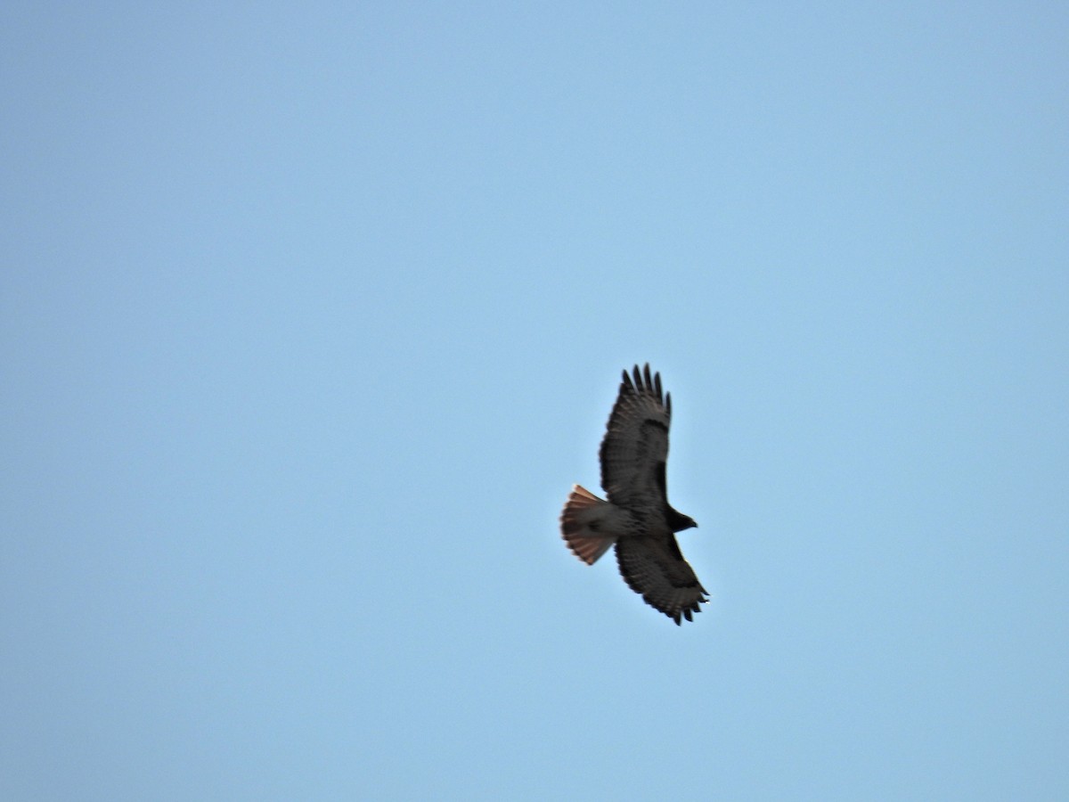 Red-tailed Hawk (abieticola) - ML645286424