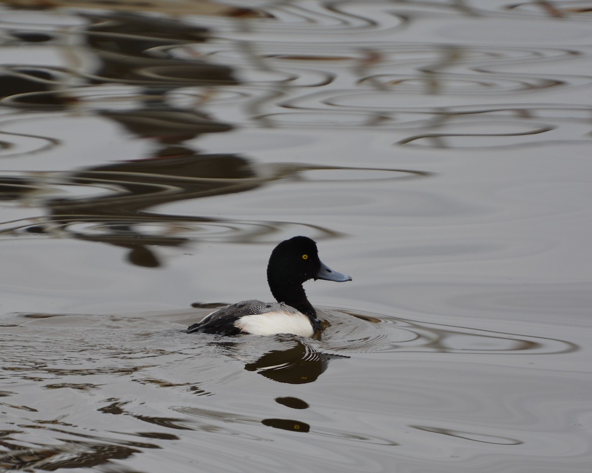 スズガモ - ML645286427